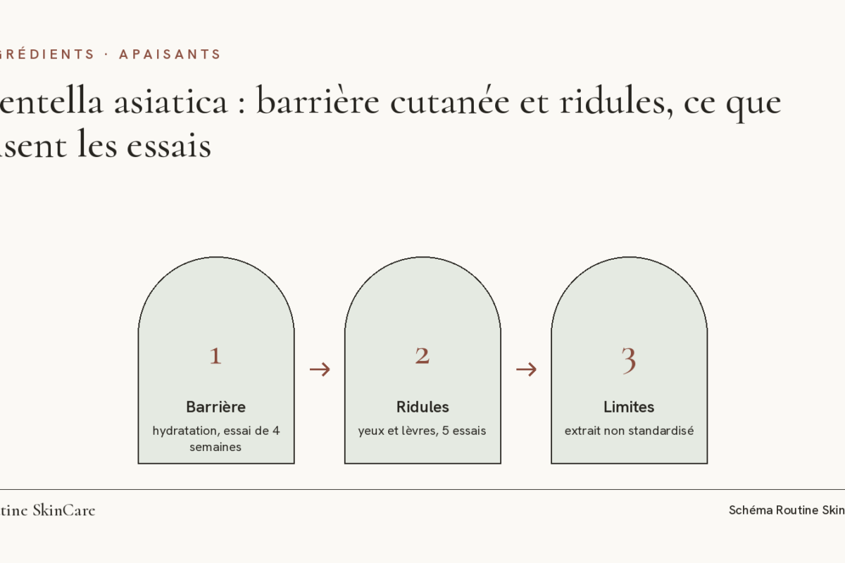 Schéma : trois constats sur la centella asiatica, hydratation à 4 semaines, ridules autour des yeux et des lèvres, extrait non standardisé