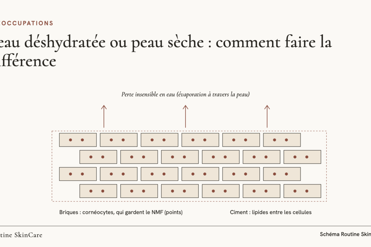 Schéma : la couche cornée en briques et ciment, avec des flèches figurant la perte d’eau